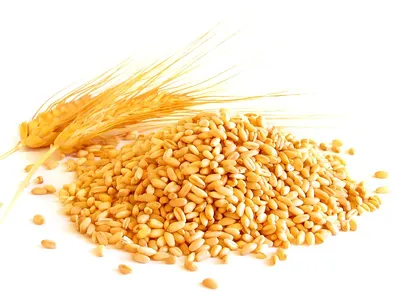 Пшеница в казахской степи. 2 часть :: Новости :: StanRadar - новости  Центральной Азии
