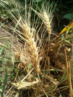 Сухоцветы натуральные-колоски пшеницы, высота 60 см. Сухоцветы дом. Пшеница  сухоцвет. Scandi Home 18611239 купить в интернет-магазине Wildberries