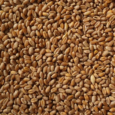 Пшеница отборная 25 кг - купить по цене 1881.0000 руб.