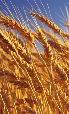 Пшеница растение (58 фото) - 58 фото