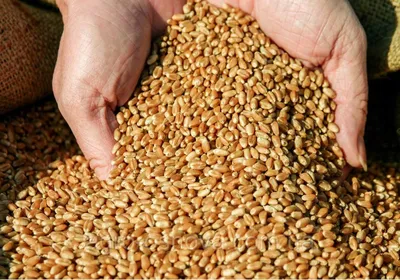 Купить Зерно, пшеница отборная, 1 кг за 70 руб. в Домодедово