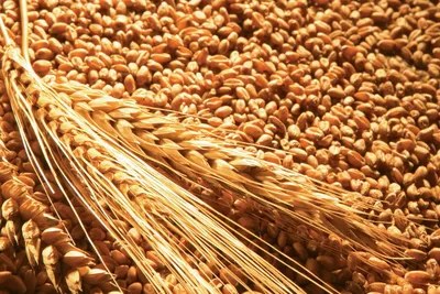 Пшеница, ячмень и рапс: качество в натуре — Latifundist.com
