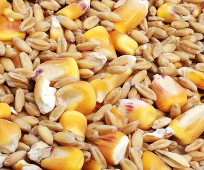 Под видом ячменя хотели ввезти 60 тонн пшеницы из России | Inbusiness.kz