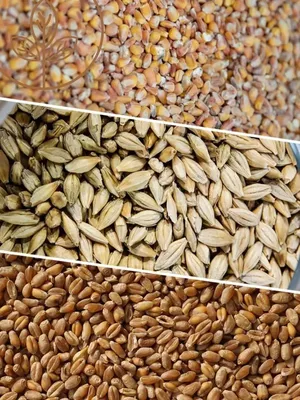 Кукуруза Ячмень Пшеница - Бесплатное фото на Pixabay - Pixabay