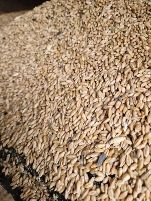 AS/SV Зерносмесь пшеница ячмень овес