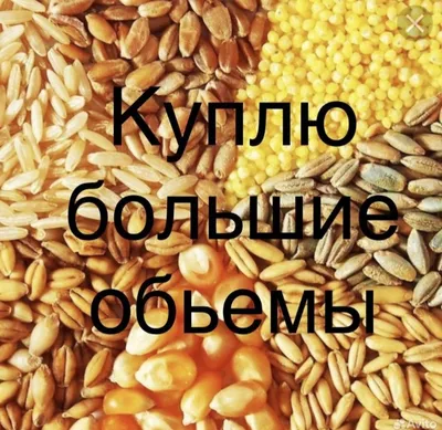 Продажа - Продаем пшеницу, ячмень, кукурузу, горох, семечку и овес.