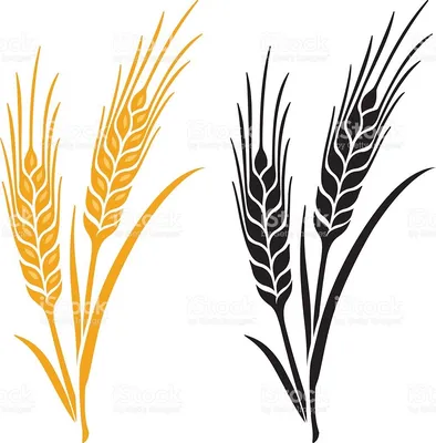 Пшеница ячмень: 80 тг. - Корма для сельхоз животных Семей на Olx