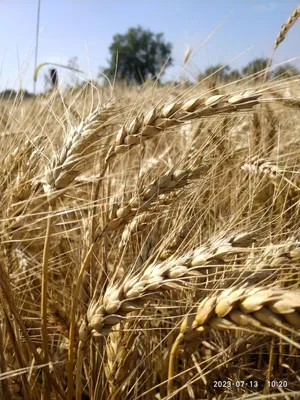 Пшеница, ячмень, овес, горох, кукуруза в Бобровском
