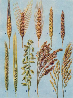 Пшеница, Ячмень, Отруби | Крестьянские ведомости