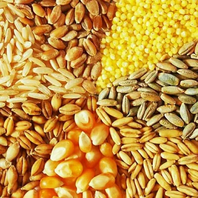 ячмень пшеница растение зерновые злаки Фото PNG , ячмень, растение, пшеница  PNG рисунок для бесплатной загрузки