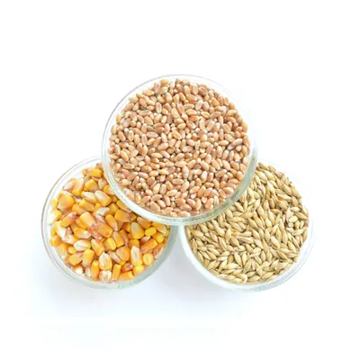 Куплю зерновые. Кукуруза, пшеница, ячмень, овес и тд | AGROScience.COM.UA
