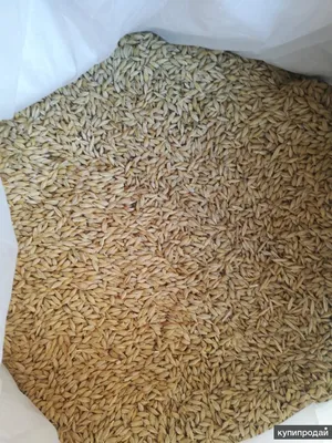 Зерносмесь: кукуруза, пшеница, ячмень (40 кг) — купить в интернет-магазине  по низкой цене на Яндекс Маркете