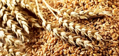 Пшеница и ячмень могут поставляться в Китай со всей территории России