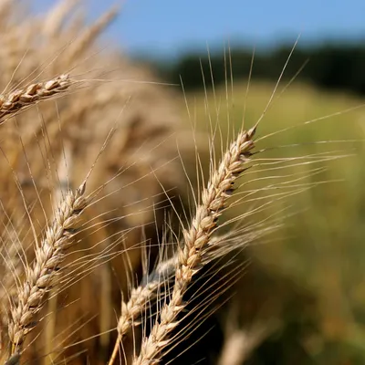 Узбекские ученые удивили новым сортом пшеницы