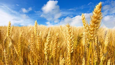 Пшеница (зерно) - купить оптом от 100 тонн по выгодной цене