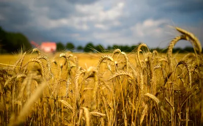 Экспорт пшеницы ограничат новой пошлиной. Как это влияет на цену хлеба — РБК