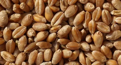 Семена Пшеницы - Сидераты - купить у производителя Мульча.рф