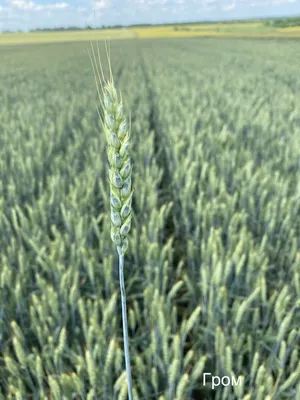Открытие гена пшеницы «Святой Грааль» может помочь накормить перегретый мир  - «Ведомости.Устойчивое развитие»