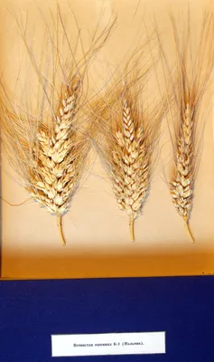 Пшеница натуральная - купить в магазине | Dried Flowers Moscow