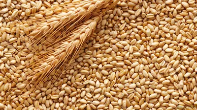 Пшеница продовольственная » ПО \"Майское\"