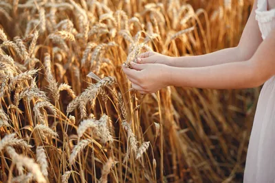 Пшеница | Озимая пшеница | Пророщенное зерно | Сойкапедия