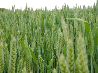 В Самарской области впервые выведен сорт твердой озимой пшеницы - Волга Ньюс