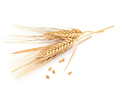 Пшеница, семена