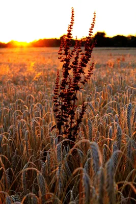 Пшеница дорожает в Казахстане - АПК Новости