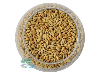 Пшеница отборная для проращивания ARIVERA (400 г) — Аривера