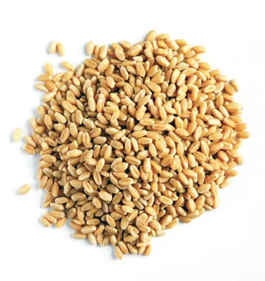 Пшеница зерно купить по цене от производителя