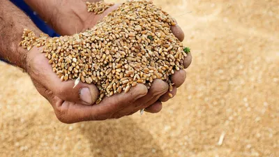 Цены на пшеницу могут опуститься ниже экспортного паритета – Агроинвестор
