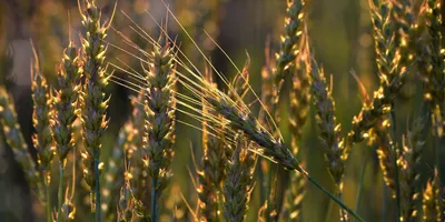 Купить Пшеница для проращивания Алтайкрупа 100 гр интернет магазин Эко-Хит  8 700-347-0724