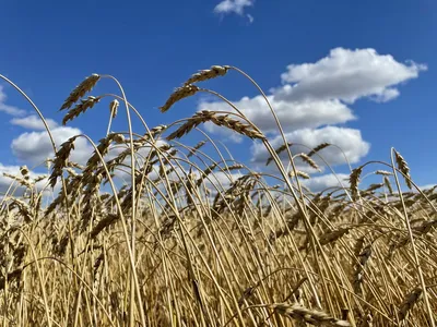 Пшеница мягкая купить оптом от производителя: цена 55 руб./кг |  Интернет-магазин АлтайКрупа.рф