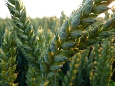 Пшеница для проращивания, 500 г Никольские ПроРостки