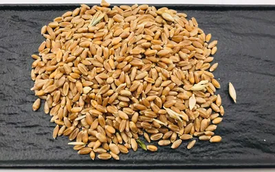 Семена пшеницы озимой мягкой сорт Агрофак 100 ОЗИМАЯ ПШЕНИЦА ОЗИМАЯ