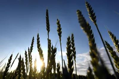 1,177,976 пшеница стоковые фото – бесплатные и стоковые фото RF от  Dreamstime