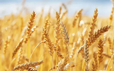Цены на пшеницу взлетели почти на 5% на фоне взрывов в городах Украины -  РБК Инвестиции