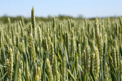 Пшеница Колос Поле - Бесплатное фото на Pixabay - Pixabay