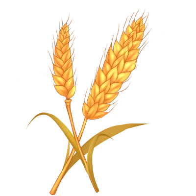 колос пшеницы сельское хозяйство PNG , Колосья пшеницы, пшеница, Колос  пшеницы PNG картинки и пнг PSD рисунок для бесплатной загрузки