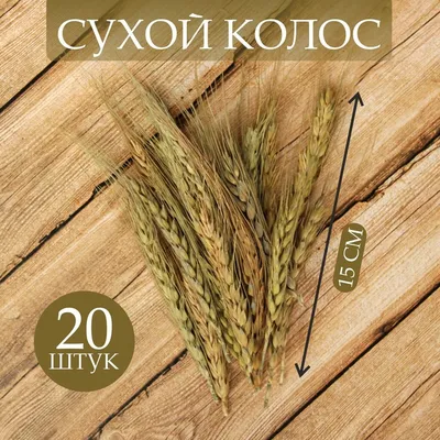 Сухой колос пшеницы, набор 20 шт. (2325572) - Купить по цене от 134.00 руб.  | Интернет магазин SIMA-LAND.RU