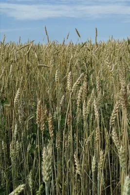Причины невыполнености колоса зерновых культур