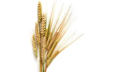 Новые сорта устойчивых к фузариозу колоса пшеницы - ООО «Соль-Илецкий  машиностроительный завод»