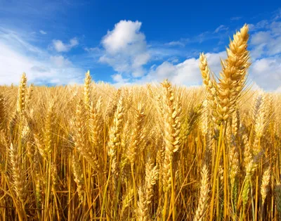 Колосья пшеницы (52 фото) - 52 фото