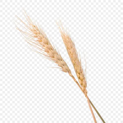 пшеница поля созрела в золотом цвете естественный фон. колос пшеницы.  Стоковое Фото - изображение насчитывающей сезон, цвет: 225082098