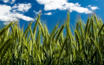 Колос пшеницы на летнем поле Stock Photo | Adobe Stock