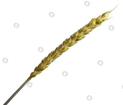 Пшеница Ячмень Колос Пшеницы - Бесплатное фото на Pixabay - Pixabay