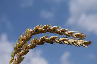 Пшеница обыкновенная Пшеница обыкновенная Пшеница желтая ржавчина Колос,  пшеница золотая, люди, цветок, крупа png | PNGWing