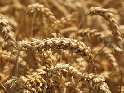 Пшеница Пшеничный Колос Закрывать - Бесплатное фото на Pixabay - Pixabay