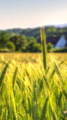 Минсельхоз США снова понизил прогноз урожая пшеницы | ИА Красная Весна