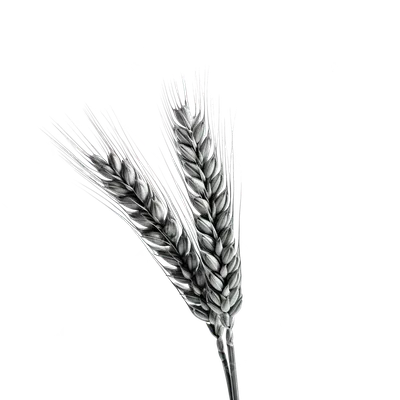 Белый логотип пшеница колос в …» — создано в Шедевруме